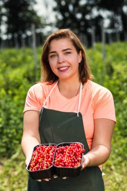 Frenk üzümü yetiştiricileri mühendis bahçesinde hasat, bulunan kadın çilek kutusu ile çalışma