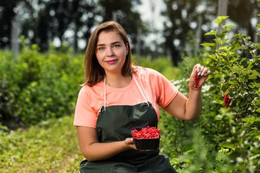 Frenk üzümü yetiştiricileri mühendis bahçesinde hasat, bulunan kadın çilek kutusu ile çalışma
