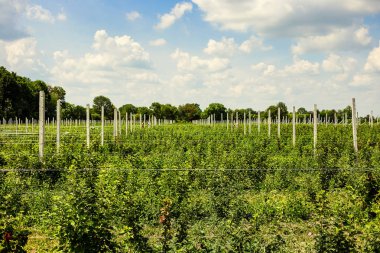 Frenk üzümü çalılar bile satır alanına yerleştirmiş. Ekolojik meyve plantasyon concpet