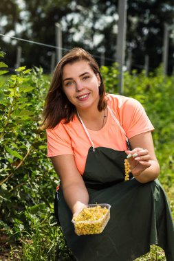 Hasat ile bahçede çilek kutusu kadınla çalışan sarı frenk üzümü yetiştiricileri mühendisi
