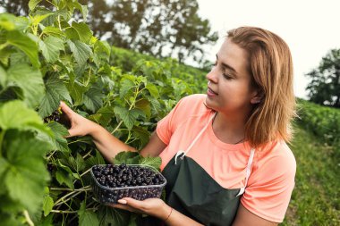 Hasat ile bahçede çilek kutusu kadınla çalışan siyah frenk üzümü yetiştiricileri mühendisi