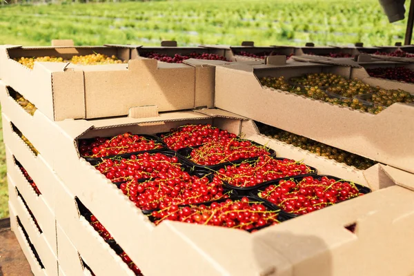 Plastikbox Voller Frischer Johannisbeeren Auf Bauernmarkt — Stockfoto