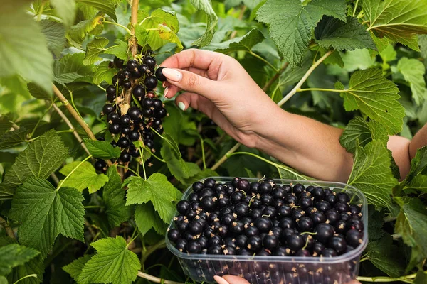 Black currant growers engineer working in  garden with harvest, woman  with box of berries