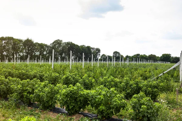 醋栗灌木种植在田野的偶数行 生态果树人工林 Concpet — 图库照片