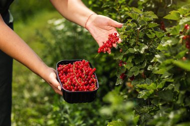 Frenk üzümü yetiştiricileri mühendis bahçesinde hasat, bulunan kadın çilek kutusu ile çalışma