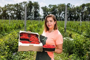 Frenk üzümü yetiştiricileri mühendis bahçesinde hasat, bulunan kadın çilek kutusu ile çalışma