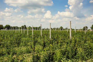 Frenk üzümü çalılar bile satır alanına yerleştirmiş. Ekolojik meyve plantasyon concpet