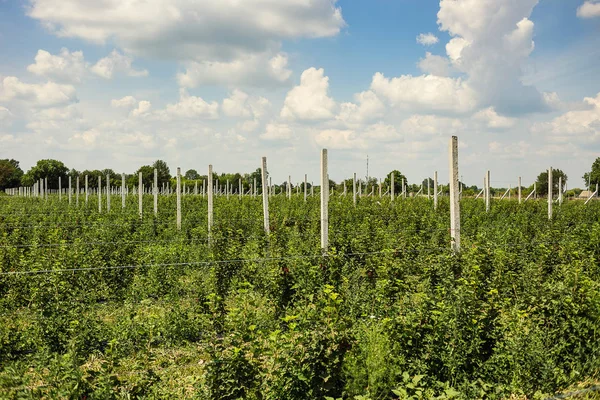 Frenk üzümü çalılar bile satır alanına yerleştirmiş. Ekolojik meyve plantasyon concpet