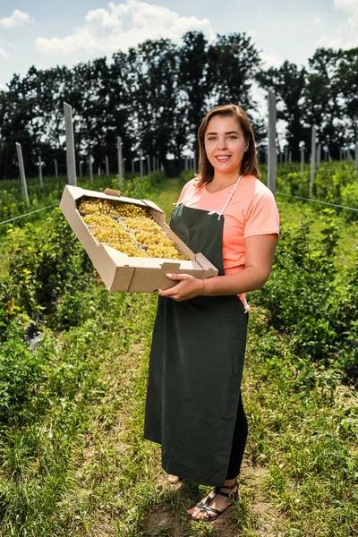 Hasat ile bahçede çilek kutusu kadınla çalışan sarı frenk üzümü yetiştiricileri mühendisi