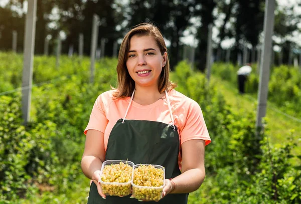 Hasat ile bahçede çilek kutusu kadınla çalışan sarı frenk üzümü yetiştiricileri mühendisi