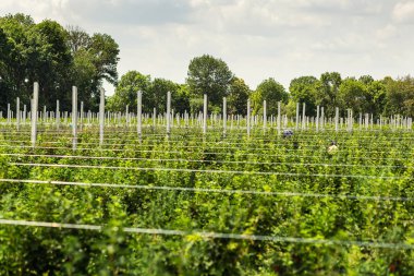 Frenk üzümü çalılar bile satır alanına yerleştirmiş. Ekolojik meyve plantasyon concpet