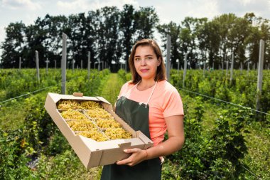 Hasat ile bahçede çilek kutusu kadınla çalışan sarı frenk üzümü yetiştiricileri mühendisi