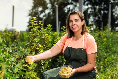 Hasat ile bahçede çilek kutusu kadınla çalışan sarı frenk üzümü yetiştiricileri mühendisi