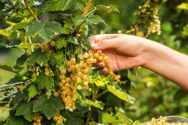 Hasat ile bahçede çilek kutusu kadınla çalışan sarı frenk üzümü yetiştiricileri mühendisi