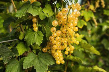 Bush yaz hasat olarak bir bahçede büyüyen olgun sarı kuş üzümü