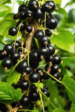Bush yaz hasat olarak bir bahçede büyüyen Olgun siyah frenk üzümü