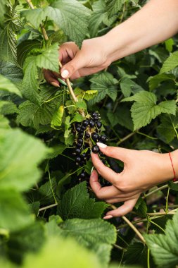 Hasat ile bahçede çilek kutusu kadınla çalışan siyah frenk üzümü yetiştiricileri mühendisi