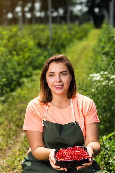 Frenk üzümü yetiştiricileri mühendis bahçesinde hasat, bulunan kadın çilek kutusu ile çalışma