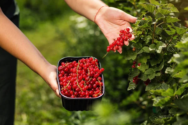 Frenk üzümü yetiştiricileri mühendis bahçesinde hasat, bulunan kadın çilek kutusu ile çalışma