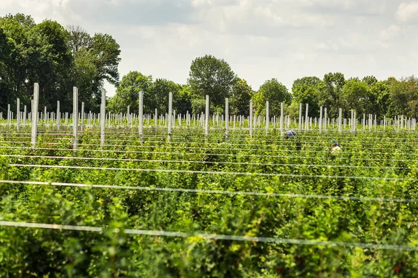 Frenk üzümü çalılar bile satır alanına yerleştirmiş. Ekolojik meyve plantasyon concpet