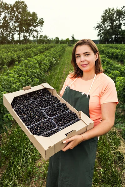 Hasat ile bahçede çilek kutusu kadınla çalışan siyah frenk üzümü yetiştiricileri mühendisi