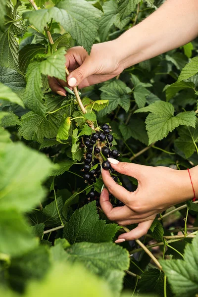Hasat ile bahçede çilek kutusu kadınla çalışan siyah frenk üzümü yetiştiricileri mühendisi