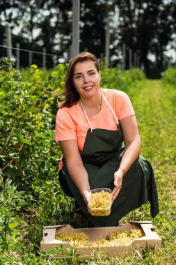Hasat ile bahçede çilek kutusu kadınla çalışan sarı frenk üzümü yetiştiricileri mühendisi