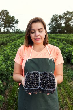Hasat ile bahçede çilek kutusu kadınla çalışan siyah frenk üzümü yetiştiricileri mühendisi