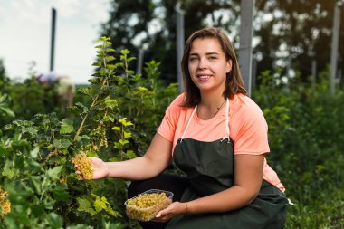 Hasat ile bahçede çilek kutusu kadınla çalışan sarı frenk üzümü yetiştiricileri mühendisi