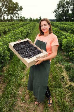 Hasat ile bahçede çilek kutusu kadınla çalışan siyah frenk üzümü yetiştiricileri mühendisi