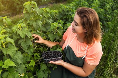 Hasat ile bahçede çilek kutusu kadınla çalışan siyah frenk üzümü yetiştiricileri mühendisi