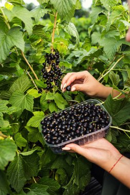 Hasat ile bahçede çilek kutusu kadınla çalışan siyah frenk üzümü yetiştiricileri mühendisi