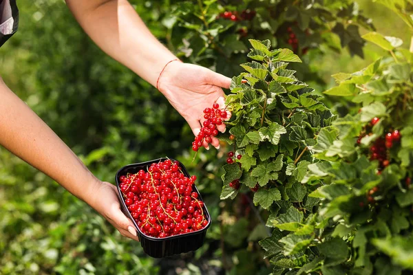Red currant growers engineer working in  garden with harvest, woman  with box of berries