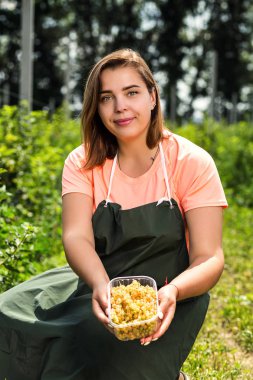 Hasat ile bahçede çilek kutusu kadınla çalışan sarı frenk üzümü yetiştiricileri mühendisi