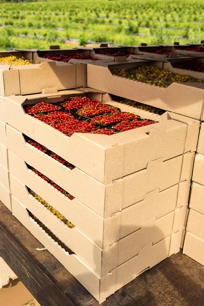 Plastikbox Voller Frischer Johannisbeeren Auf Bauernmarkt — Stockfoto