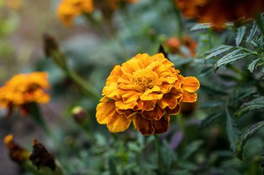 Tagetes patula, Fransız marigolds bahçede çiçek açan.