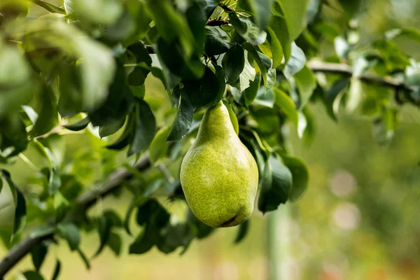 Νόστιμο Νεαρά Υγιή Οργανικά Ζουμερά Αχλάδια Κρέμονται Πάνω Ένα Κλαδί — Φωτογραφία Αρχείου