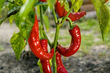 Sebze bahçesi içinde kırmızı biber (capsicum) büyüyen