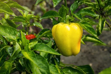 Sebze bahçesinde yeşil biber (capsicum) büyüyen