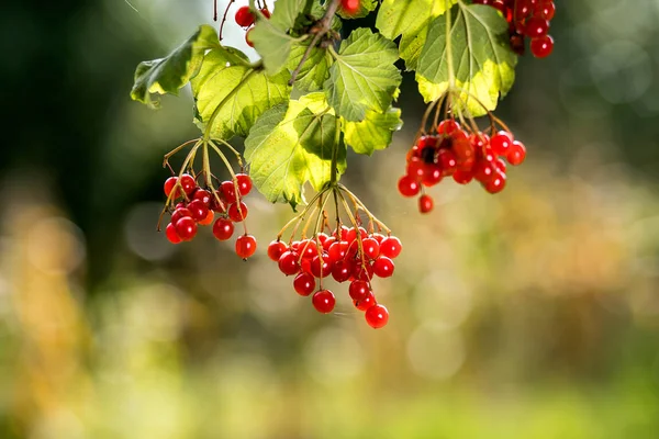 Branches Viburnum Ukrainian Kalina Berries Its Leaves Tree Medicinal Edible — Stock Photo, Image