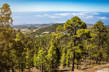 Güzel manzara Teide Milli Parkı, Tenerife, Kanarya Adası, İspanya