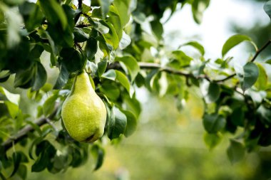 Bir dalda asılı lezzetli genç sağlıklı organik sulu armut