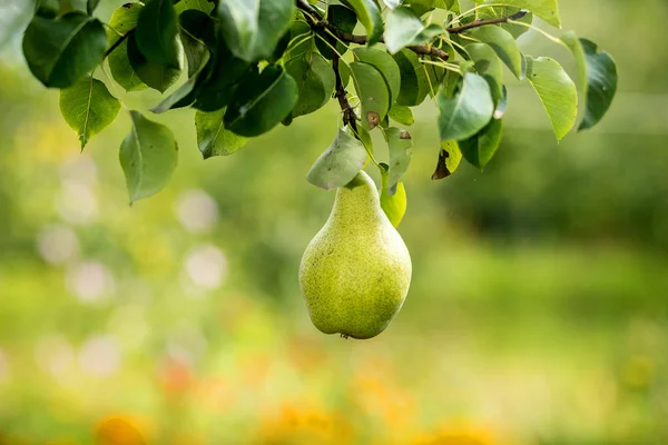 Pear Organik Muda Yang Lezat Dan Sehat Tergantung Cabang — Stok Foto