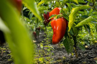Sebze bahçesi içinde kırmızı biber (capsicum) büyüyen