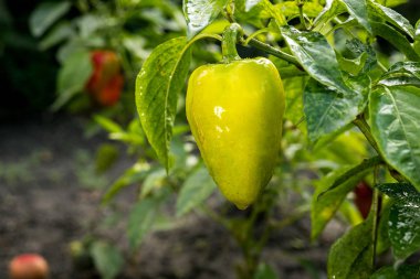 Sebze bahçesinde yeşil biber (capsicum) büyüyen
