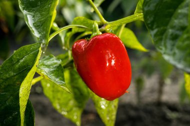 Sebze bahçesi içinde kırmızı biber (capsicum) büyüyen