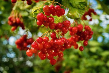 Tıbbi ve yenilebilir bitki olarak ağaç yaprakları ile kartopu (Ukraynaca Kalina) meyveleri dalları