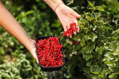 Frenk üzümü yetiştiricileri mühendis bahçesinde hasat, bulunan kadın çilek kutusu ile çalışma