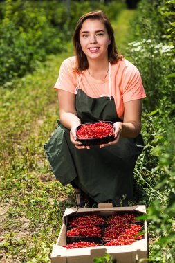 Frenk üzümü yetiştiricileri mühendis bahçesinde hasat, bulunan kadın çilek kutusu ile çalışma