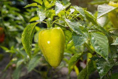 Sebze bahçesinde yeşil biber (capsicum) büyüyen